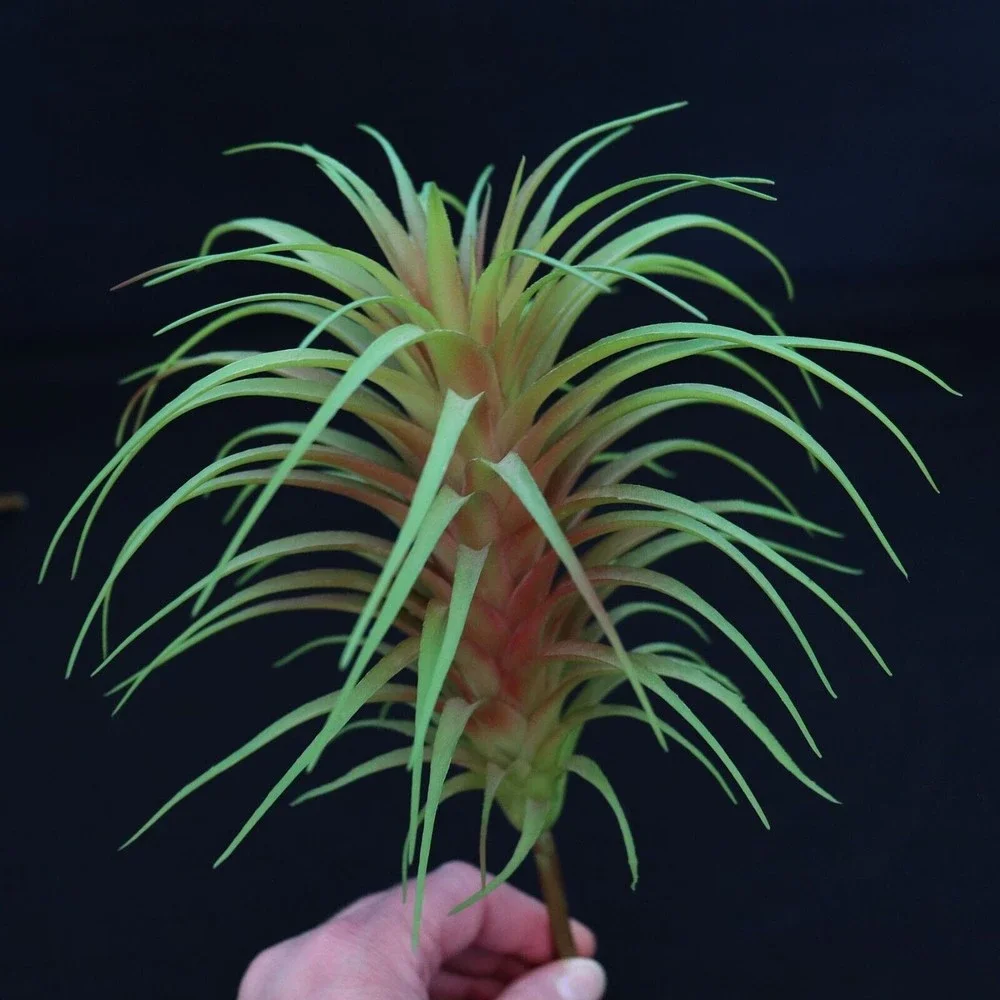 Lot of 5 - Tillandsia Air Plant Picks 7